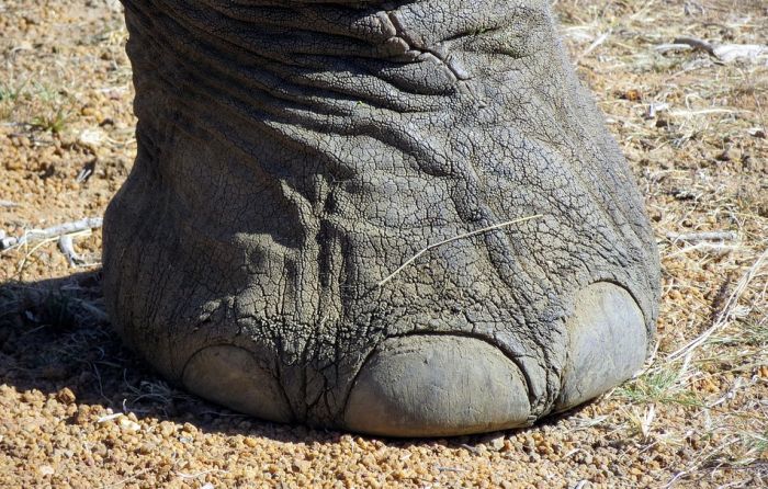 VIDEO: Pijan pokušao da hipnotiše slona, životinja ga pregazila na smrt