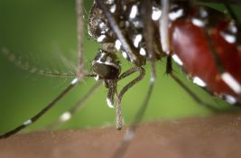 U Vojvodini registrovano osam slučaja zaraze groznicom zapadnog Nila