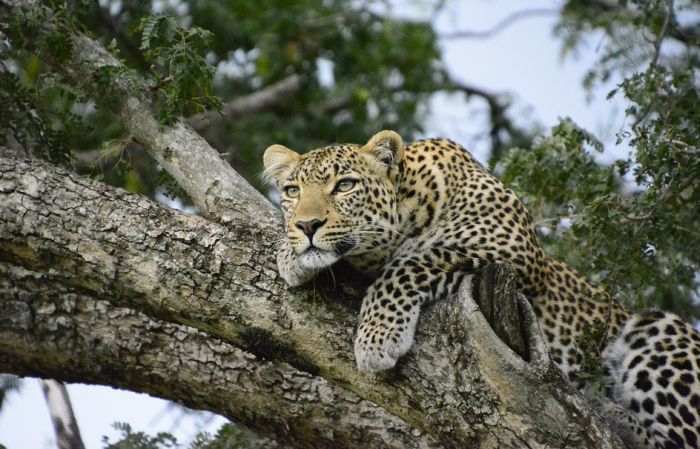 Leopard ubio monaha koji je meditirao u šumi