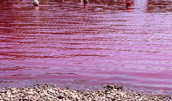 FOTO, VIDEO: Roze jezero usred bačke ravnice