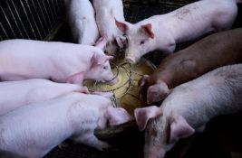 Afrička svinjska kuga izbila na zapadu Rumunije, devet lokaliteta pod nadzorom