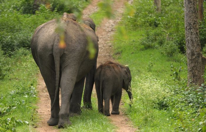 Otvara se utočište za bivše cirkuske slonove u Evropi