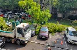 FOTO, VIDEO: Obrušila se velika grana u Vase Stajića, oštećeni parkirani automobili