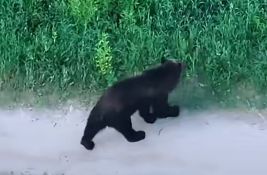 VIDEO: Medvedica dva dana lutala litvanskim glavnim gradom, lovci odbili naredbu da je ubiju