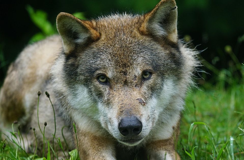 VIDEO Neverovatna scena na Žabljaku: Vuk mirno ležao među teladima, nijednu životinju nije dirao
