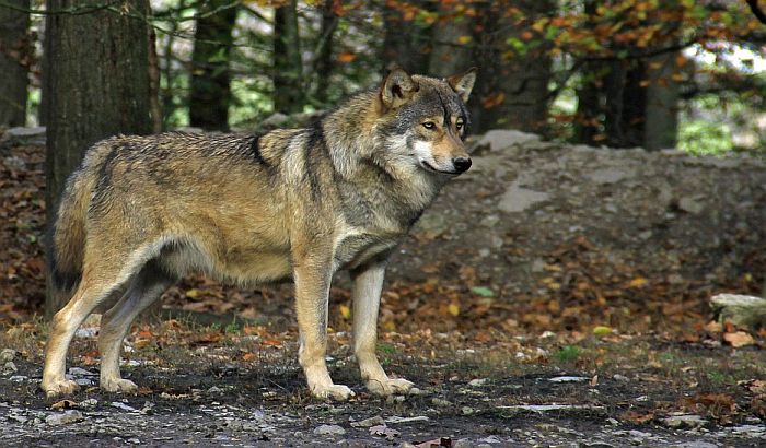 Divlji vuk u Flandriji posle više od 100 godina