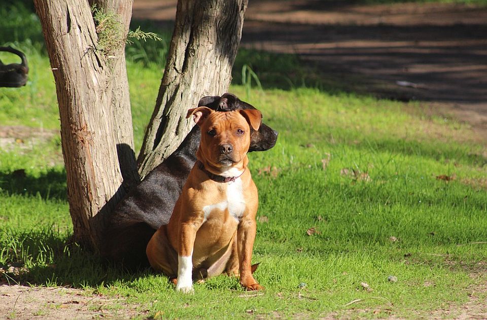 Građanski preokret: Kako vlasnici u Srbiji čuvaju opasne pse i koliko se (ne) poštuju propisi?