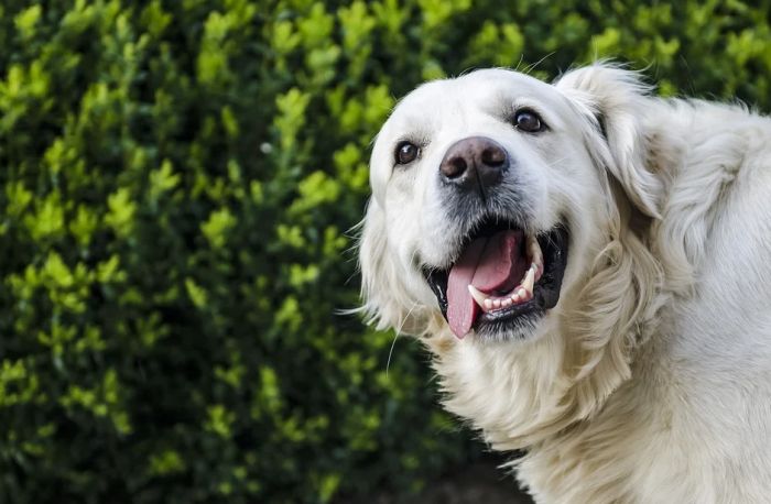Istraživanje otkrilo koje reči psi najviše vole da čuju