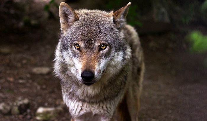 Srbiji preti nestanak trećine biljnih i životinjskih vrsta