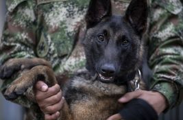 Vojska traga za herojskim psom koji je pomogao u nalaženju dece u džungli Amazonije