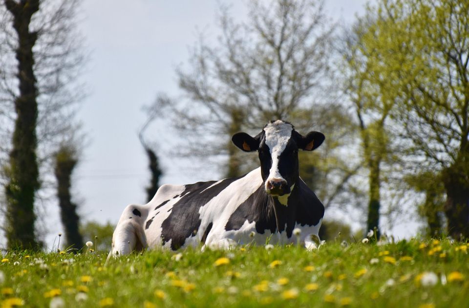 Otkriveni novi slučajevi antraksa u Dalmaciji Otkriveni novi slučajevi antraksa u Dalmaciji