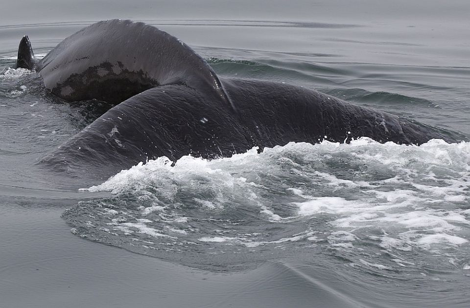 "Potpuno neverovatno": Ženka kita plivala 5.000 kilometara sa polomljenim leđima