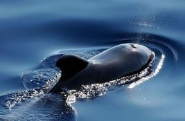 VIDEO: Uspavano mladunče kita koje je zalutalo u reku Temzu
