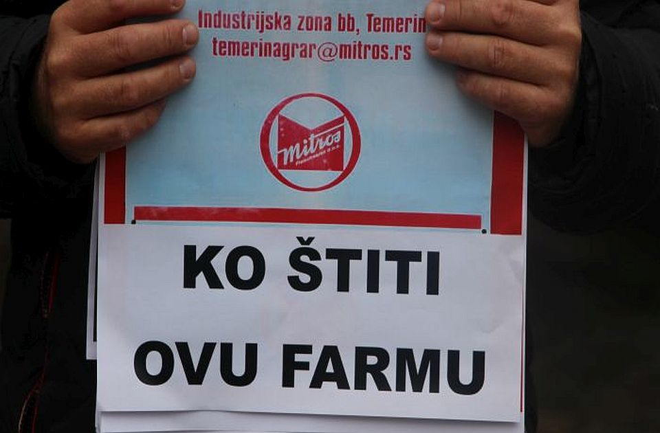 Farma svinja konačno napušta Temerin: Građani pobedili, ali ukazuju na posledice zagađenja