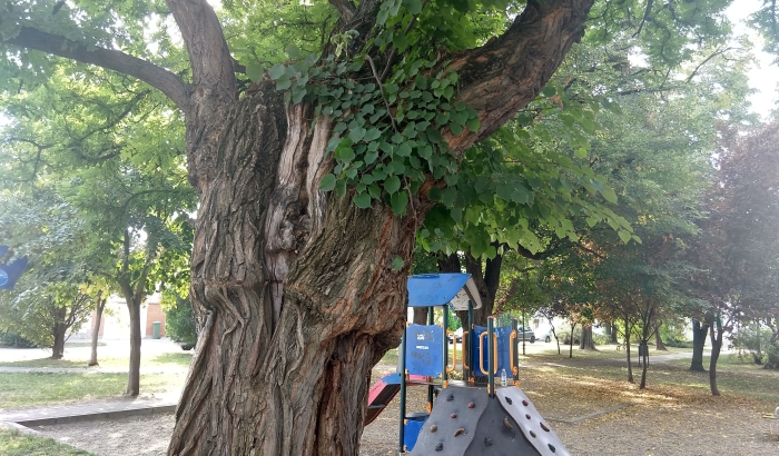FOTO: Trulo stablo ugrožava bezbednost na dečijem igralištu na Sajmištu
