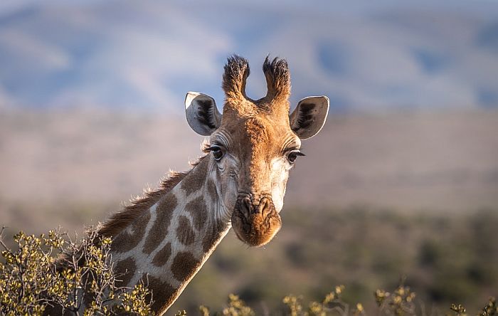 VIDEO: Snimljen neobičan način na koji žirafa pase travu