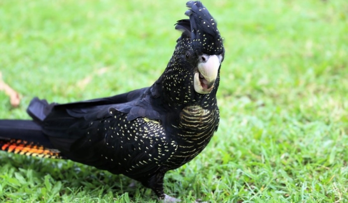 Sombor: Iz zoo vrta ukradeno šest izuzetno retkih papagaja