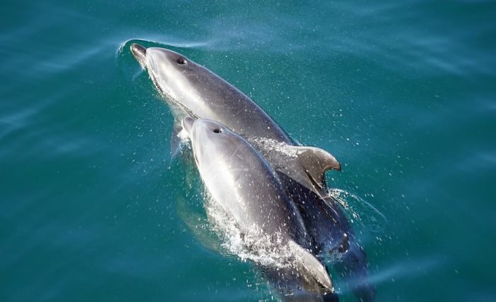 Devet dana star delfin uginuo tokom nastupa u akvaparku