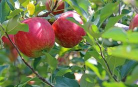Najlošija otkupna cena jabuka u poslednjih deset godina