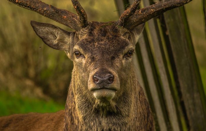 Devet jelena uginulo u parku u Japanu, stomaci im bili puni najlon kesa
