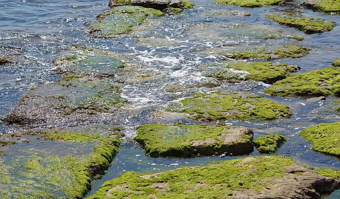 Pronađena nova vrsta algi za floru Srbije u parku prirode Rusanda
