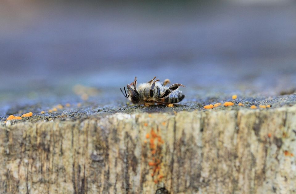 Masovno uginuće pčela u Srbiji: Najgora situacija u Vojvodini