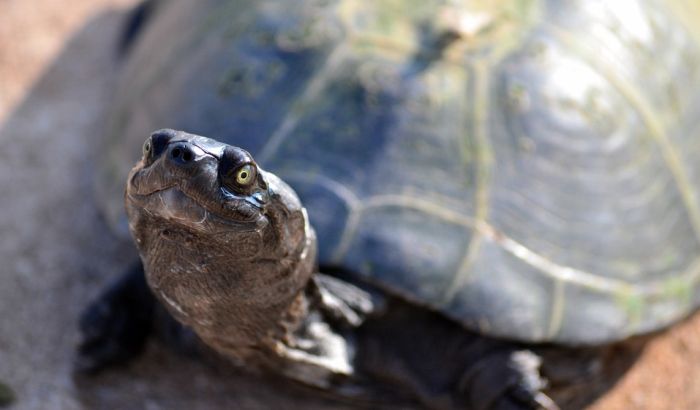 Reptili ponovo mogu biti ljubimci u Norveškoj