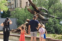 Na mestu oborenog koprivića u centru može da bude njegova mladica - ali to će odlučiti stručnjaci