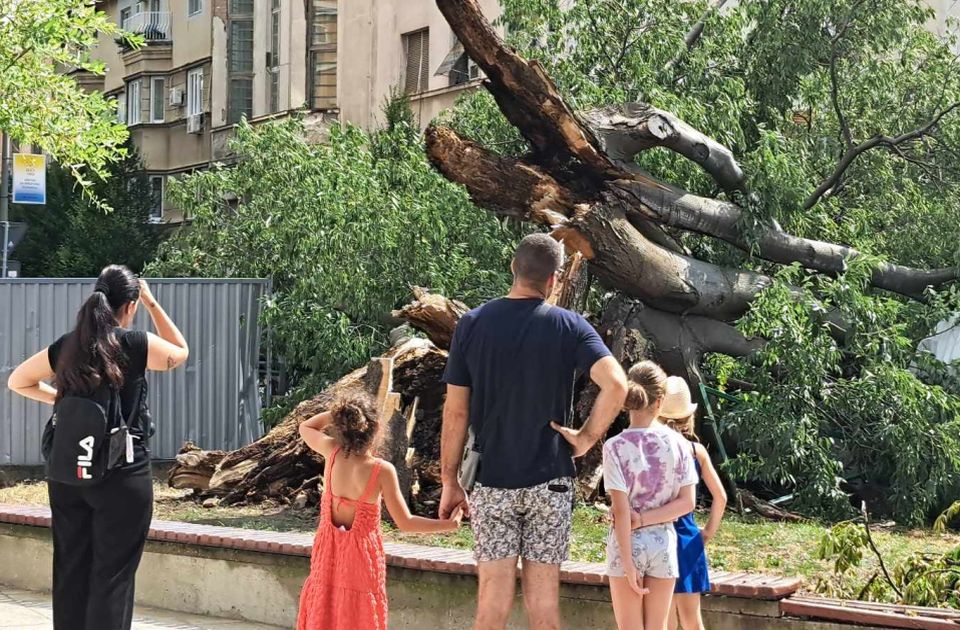 Na mestu oborenog koprivića u centru može da bude njegova mladica - ali to će odlučiti stručnjaci