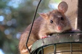 Najezda pacova u Australiji: Napadaju domaće životinje, penju se na čamce i grickaju kablove