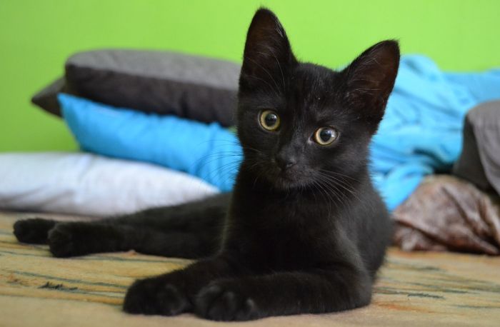 Crne mačke sve teže udomiti zbog selfija