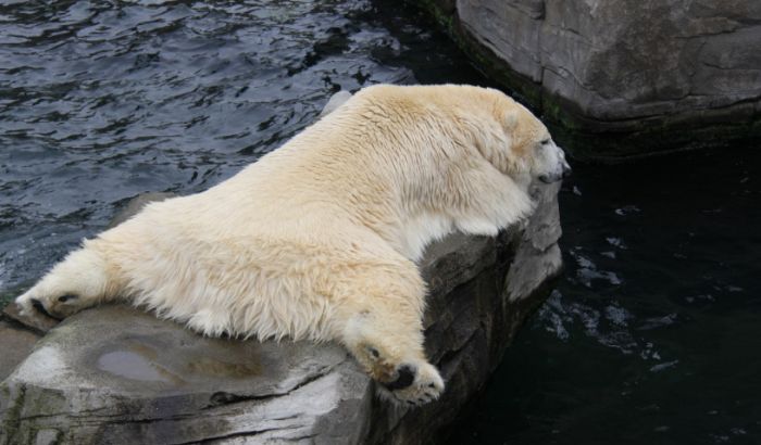 Polarni medvedi sve mršaviji zbog globalnog zagrevanja