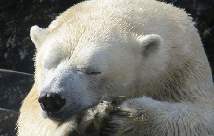 Ubijeno je 50.000 polarnih medveda, opstanak vrste ugrožen