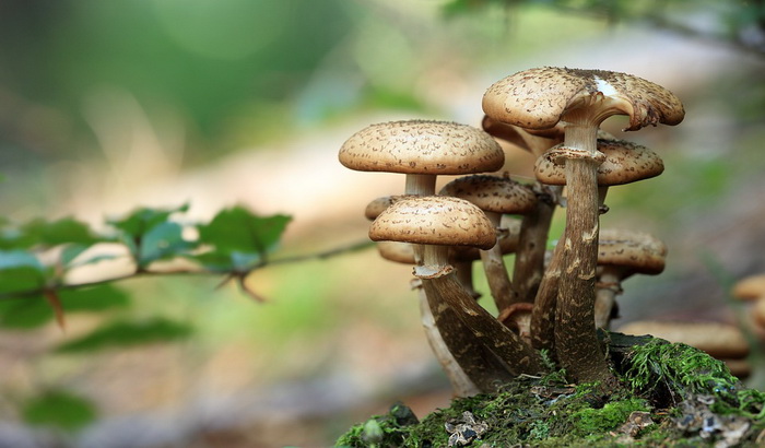 Oprezno s gljivama u prirodi, moguće trovanje