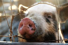 Zbog afričke kuge poskupeo uvoz živih svinja, i cena mesa će porasti