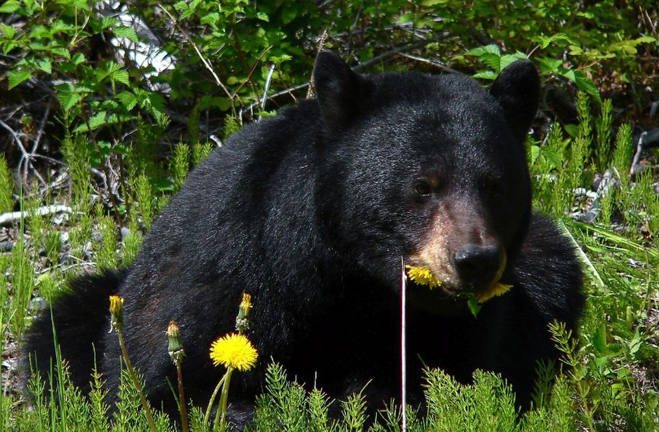 Sedmogodišnjeg dečaka napao medved u predgrađu Njujorka