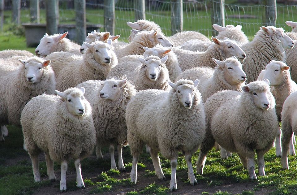 Novi Zeland odložio uvođenje poreza na podrigivanje krava i ovaca