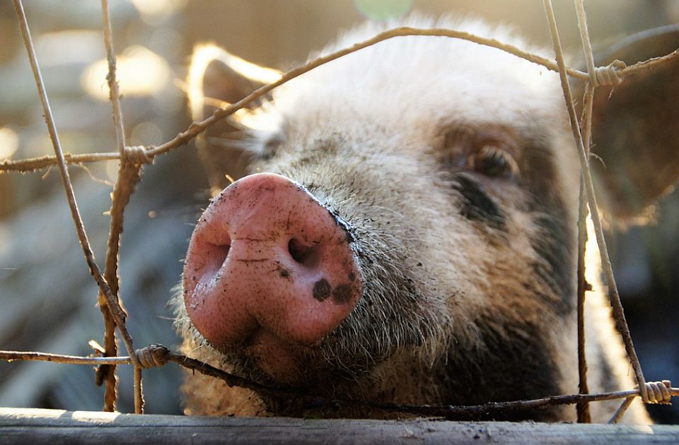 Zbog afričke kuge poskupeo uvoz živih svinja, i cena mesa će porasti