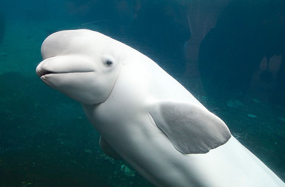 Kanadski zabavni park preti da će uspavati 30 beluga kitova jer vlada neće da ih premesti u Kinu