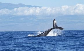 U stomaku uginulog kita pronađeno 22 kg plastičnih kesa