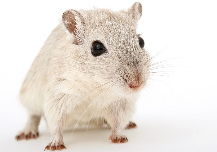 Vakcina protiv raka uklonila tumore iz miševa