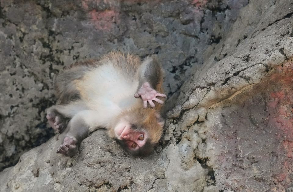 VIDEO: Čuveni majmunčić Panč slavi prvi rođendan