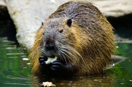 VIDEO Pet vekova od istrebljenja: Dabrovi se ponovo pojavili u Norfolku