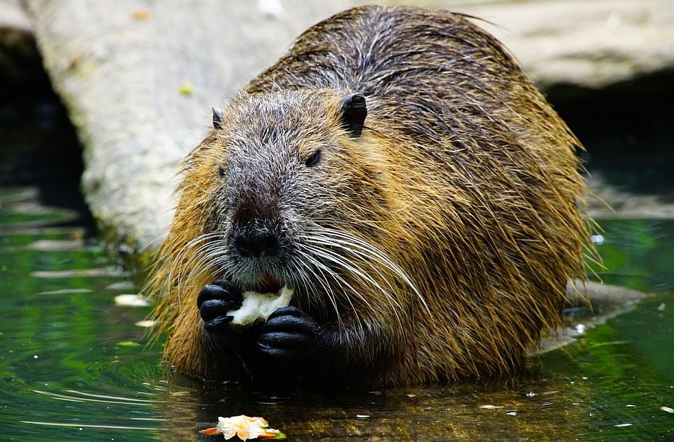 VIDEO Pet vekova od istrebljenja: Dabrovi se ponovo pojavili u Norfolku