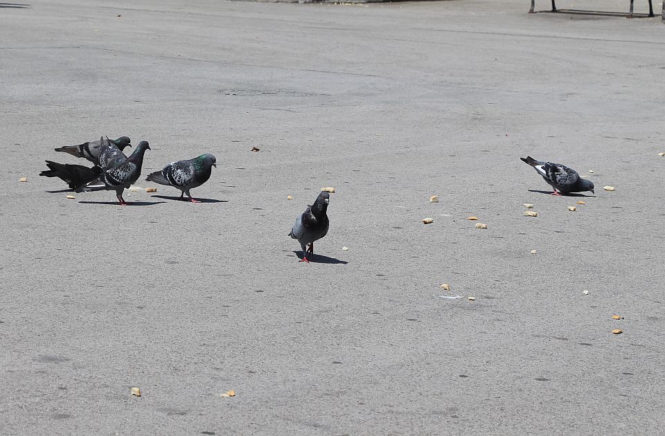 Sutra malo toplije u Novom Sadu