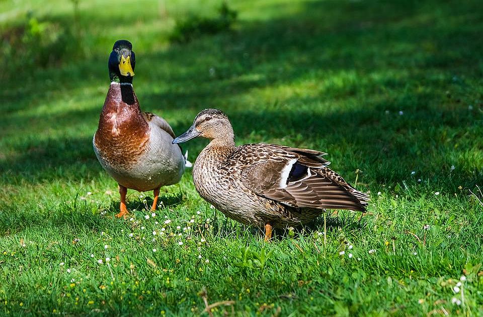 Ptičiji grip u Mađarskoj, ubijeno više od 90.000 pataka
