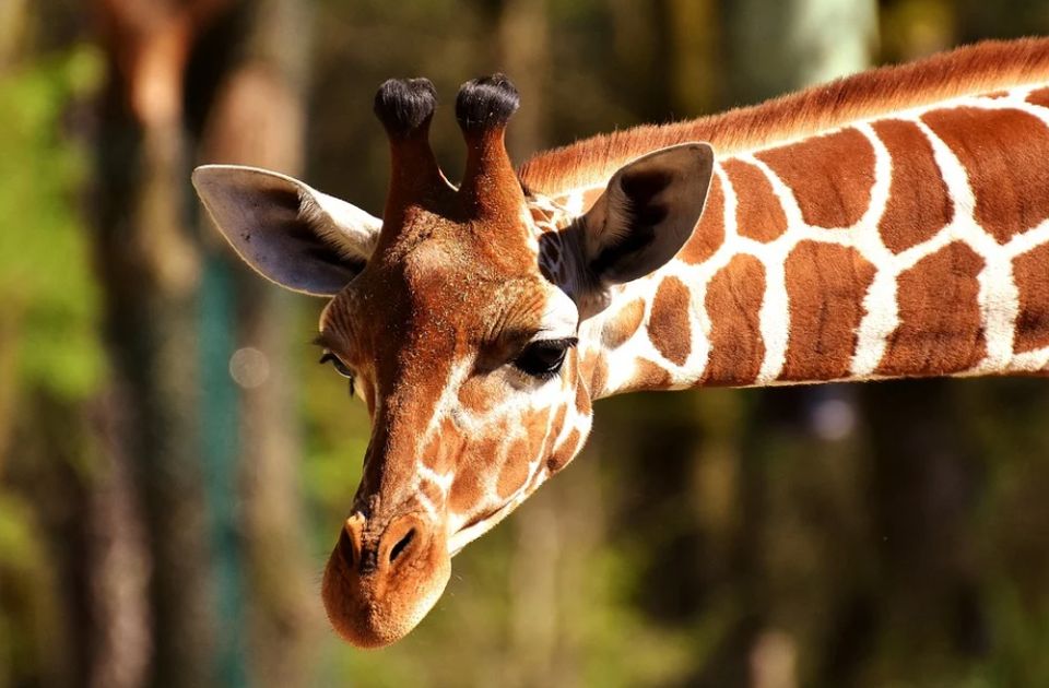 Uginula najstarija žirafa na svetu