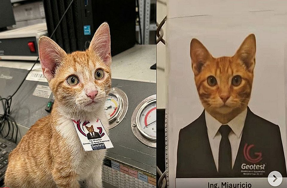 FOTO: Mačak udomljen, pa postao "direktor" u meksičkoj kompaniji