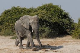 Voz usmrtio dva slona na šinama u Indiji