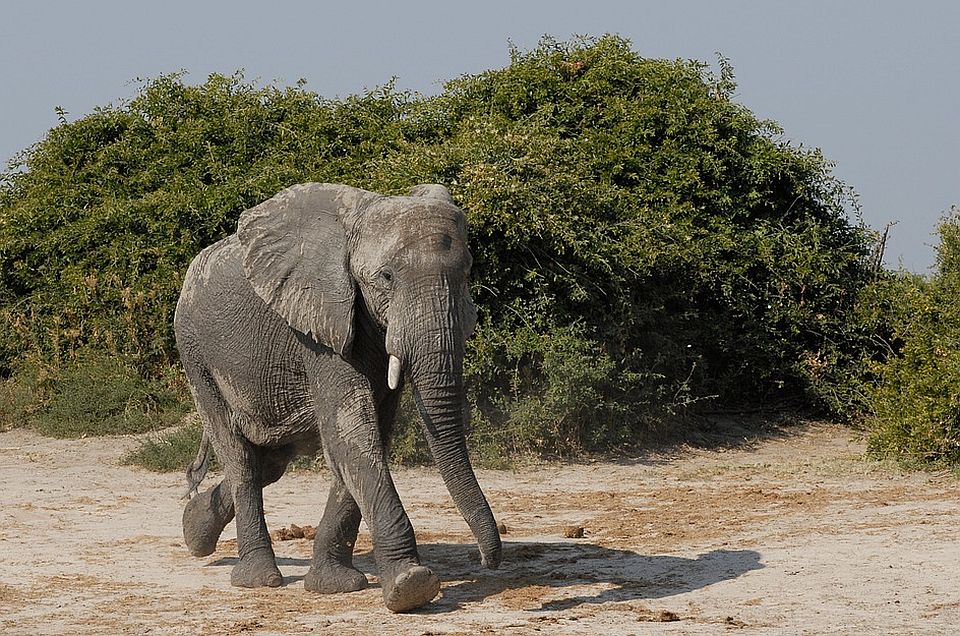 Voz usmrtio dva slona na šinama u Indiji
